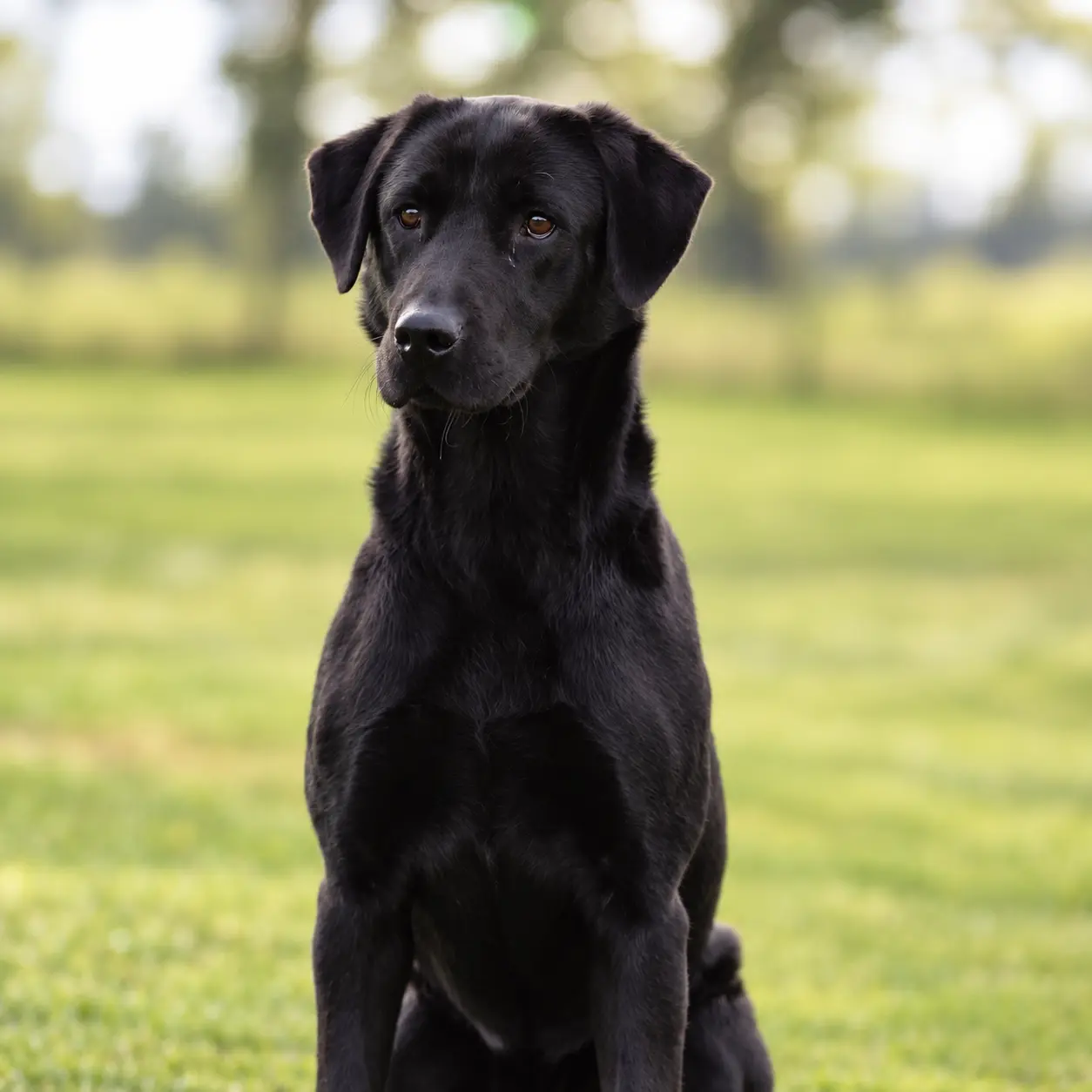 Black protection dog sitting in a park