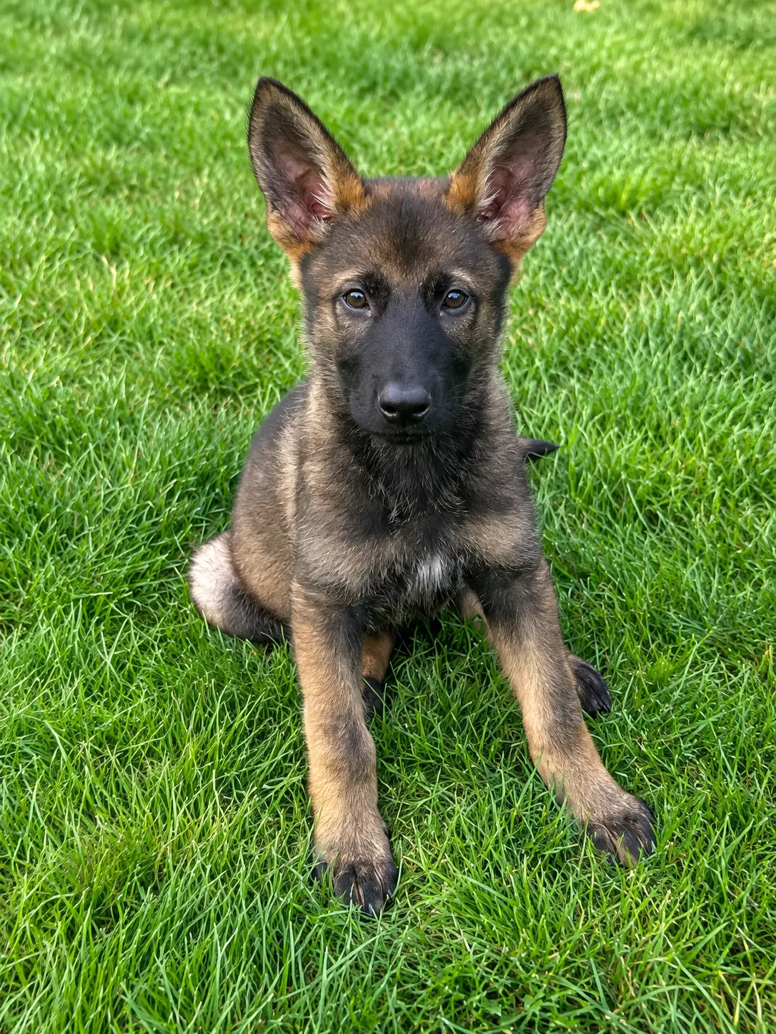 Trained puppy